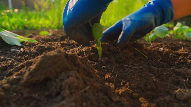 White cabbage seedling planting process in garden bed soil close-up in slow motion