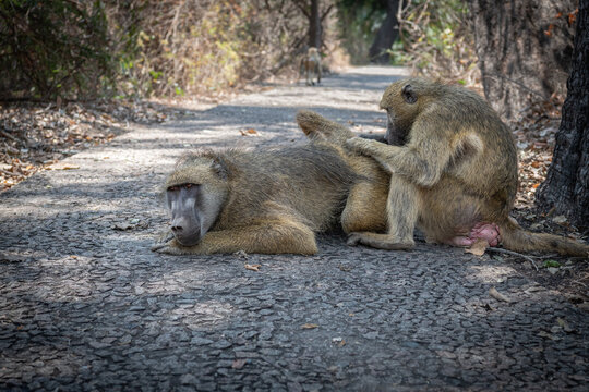 Chacma baboons grooming at Victoria Falls, Zimbabwe