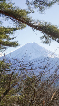 Beautiful View of Snow-Capped Mount Fuji Framed by Pine Tree Branches