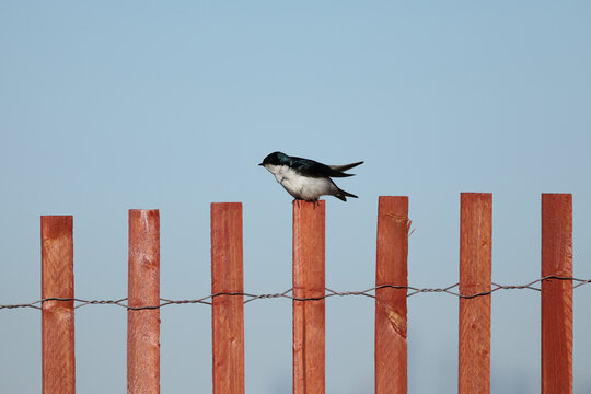 Tree swallow perched atop a wooden fence against a clear blue sky with abundant copy space and minimalist natural composition.
