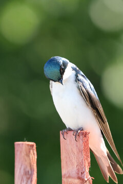 Tree Swallow (Tachycineta bicolor) perched on a wooden fence post, displaying iridescent blue-green plumage against soft green bokeh.