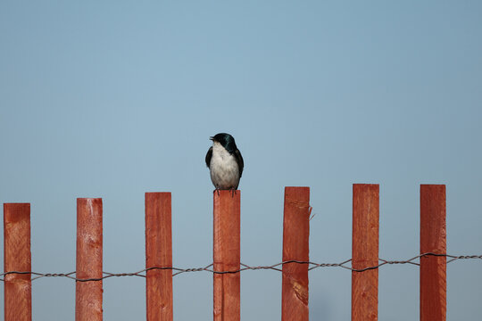 Minimalist wildlife portrait of a tree swallow perched atop a wooden fence with abundant copy space and a clean blue sky background.