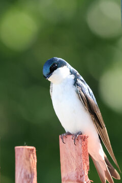 Tree Swallow (Tachycineta bicolor) perched on a wooden fence post with soft green bokeh background and natural light.