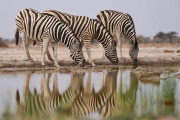Fototapeta premium Group of Plains Zebra (Equus quagga) at a waterhole in Onguma Nature Reserve abutting Etosha National Park, Namibia