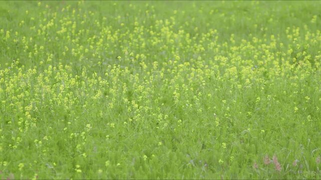 Yellow Wildflower Meadow