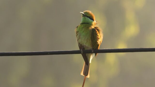 Asian Green Bee-eater Bird Perched on a Wire. Little Green Bee-eater (Merops orientalis) Sitting on Electric Cable. Colorful Green Bee-eater Fluffing Feathers in the Sun. Bee-eater at Golden Hour.