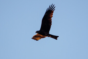Obraz premium Black kite soars against clear blue sky