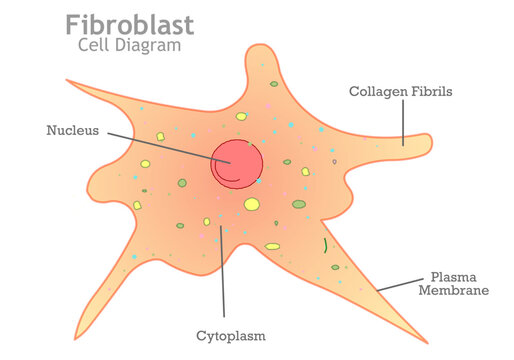 Fibroblast is the principal active cell of connective. Yellow, orange transparency structure, diagram. Cytoplasm, nucleus, collagen, contractile. Illustration vector