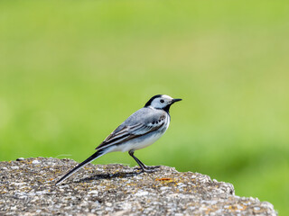Obraz premium White Wagtail Bird Perched On Rock Against Soft Green Background