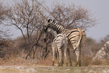 Naklejka premium Group of Plains Zebra (Equus quagga) at a waterhole in Onguma Nature Reserve abutting Etosha National Park, Namibia