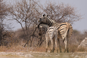 Naklejka premium Group of Plains Zebra (Equus quagga) at a waterhole in Onguma Nature Reserve abutting Etosha National Park, Namibia