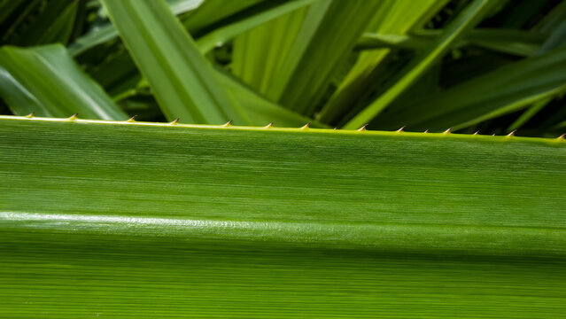 Close up of a vibrant green pandanus leaf with sharp thorns