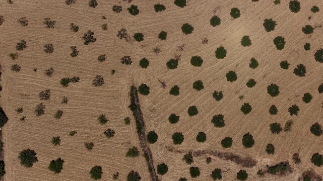 Aerial Shot of Greece's Iconic Mediterranean Olive Groves