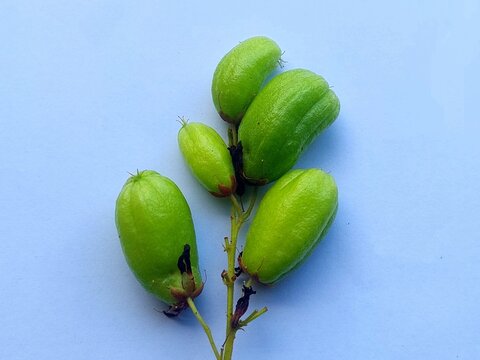 Vibrant green bilimbi fruits showcasing their distinctive elongated shape and ribbed texture against a simple background