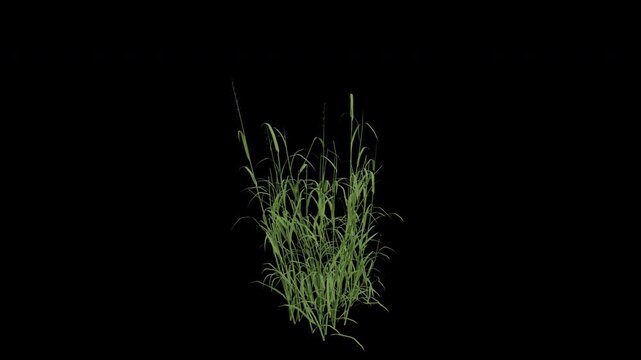 Reed Canary Grass Swaying in Wind Loop Animation with Alpha Channel. Wind Blows The Ribbon Grass. Meadow Plant Leaves Swaying. Animated Phalaris Arundinacea Moving in Breeze. Transparent BG. Loop Anim