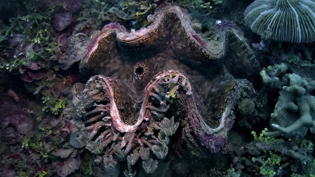 Top-down view of a giant clam, Tridacna sp., showing detailed patterns and colors of its exposed mantle and siphon on a tropical reef.