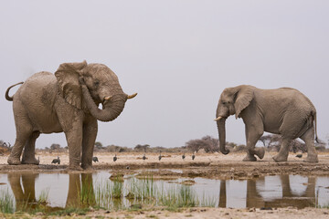 Fototapeta premium Group of large male African Elephant (Loxodonta africana) at a waterhole in Onguma Nature Reserve abutting Etosha National Park, Namibia