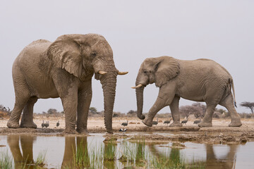 Fototapeta premium Group of large male African Elephant (Loxodonta africana) at a waterhole in Onguma Nature Reserve abutting Etosha National Park, Namibia