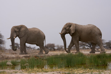 Fototapeta premium Group of large male African Elephant (Loxodonta africana) at a waterhole in Onguma Nature Reserve abutting Etosha National Park, Namibia