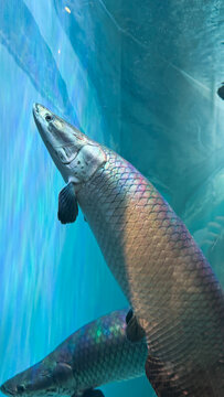 Large Arapaima Fish Swimming in Blue Aquarium Tank
