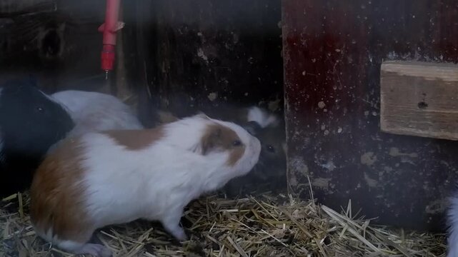 Brown and white domestic guinea pig eating hay inside a wooden hutch with other cavies