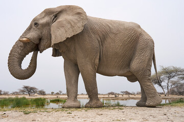 Fototapeta premium Large male African Elephant (Loxodonta africana) at a waterhole in Onguma Nature Reserve abutting Etosha National Park, Namibia