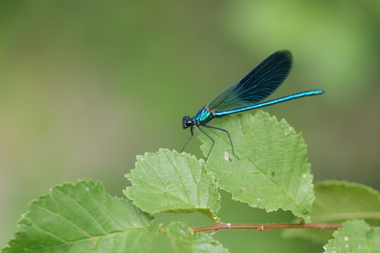 una libellula blu su una foglia al tramonto