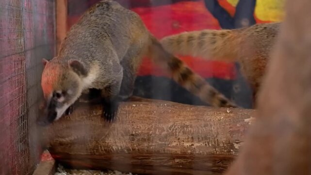 Adorable brown coati with a long snout and ringed tail exploring its enclosure at the zoo