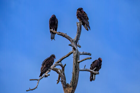 Four Turkey Vultures perched at the top of a dead tree in Payson, Arizona. Clear blue sky is in the background.
