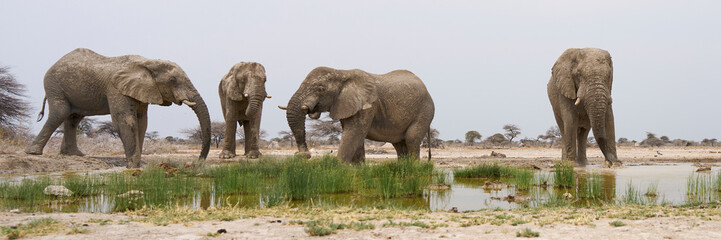 Obraz premium Group of large male African Elephant (Loxodonta africana) at a waterhole in Onguma Nature Reserve abutting Etosha National Park, Namibia