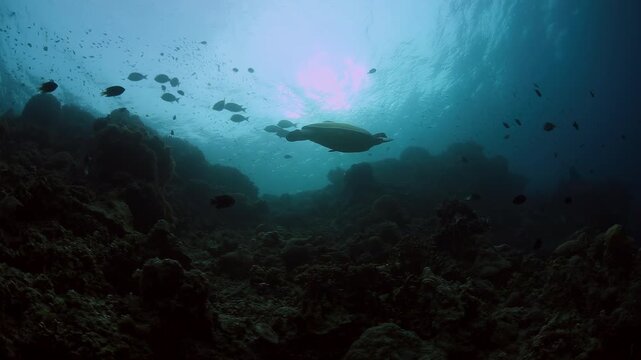 Majestic Green Sea Turtle Swimming Gracefully Over Coral Reef Against Sunlit Ocean Surface in Clear Blue Water