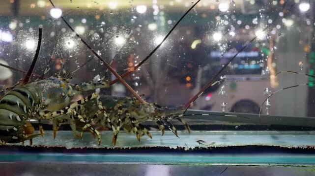 Live lobsters moving inside illuminated market aquarium across lower third of frame with antenna motion and rising bubbles at near end of clip