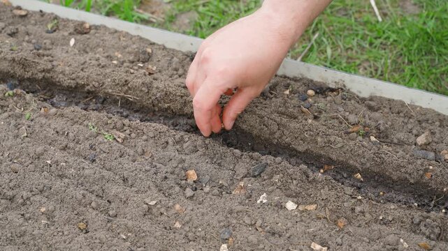Male hand sowing coriander seeds in soil close-up