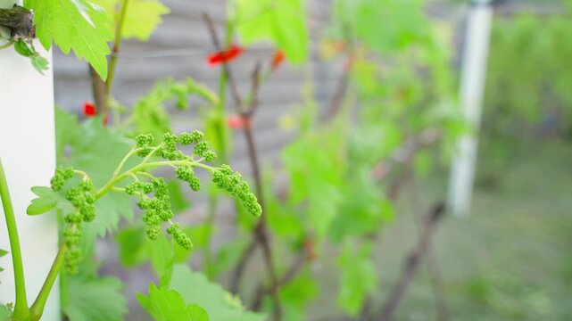 Spraying vineyard with young grapes against disease and fungus with sprayer
