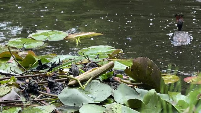 Great crested grebes building a nest