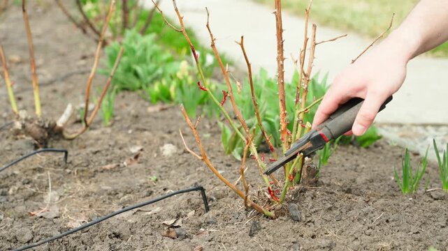 Hand pruning rose bush with secateurs in spring close-up