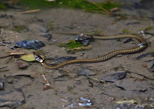 Junge Ringelnatter (Natrix natrix) im Lainzer Tiergarten