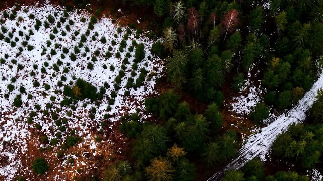 Planted monocrop of pine trees for construction industry winter aerial