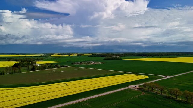 Vast rapeseed crop plantation biodiesel renewable energy