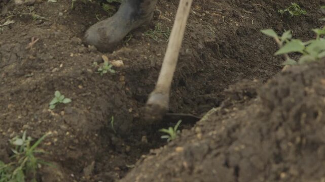cin a Kenyan crop field, working between young plants.