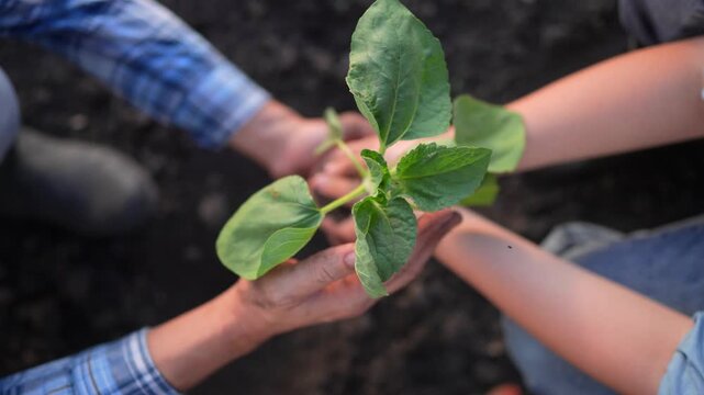 A man and a boy hold a young plant with green leaves above dark soil. The young plant symbolizes growth and connection between the man and the boy, emphasizing hands nurturing life.