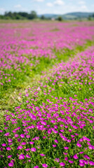 Obraz premium A vast field of small, vibrant pink wildflowers blooming in lush green grass, representing nature's beauty and tranquility under a bright blue sky