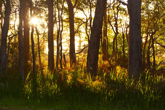 Golden glow of afternoon sun warming Eucalyptus forrest in Margaret River, Western Australia.