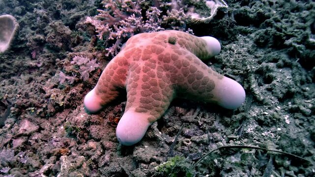 Close-up of a granulated sea star, Choriaster granulatus, resting on a tropical coral reef in the Banda Sea, Timor-Leste.