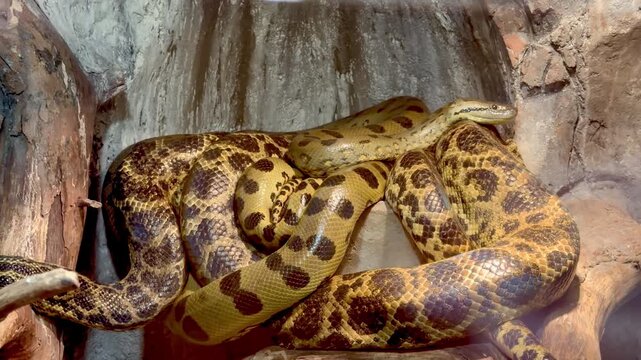 Large yellow anaconda snake resting on rocks in terrarium