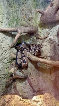 Ball python snake resting on tree branches in terrarium