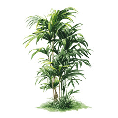 Naklejka premium Watercolor clipart of Kentia Palm, isolated on white background