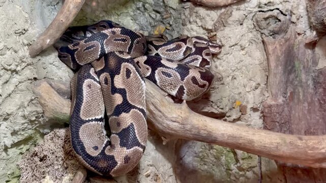 Ball python snake resting on tree branches in terrarium