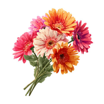 Watercolor illustration of Gerbera Daisy Bouquet, isolated on white background