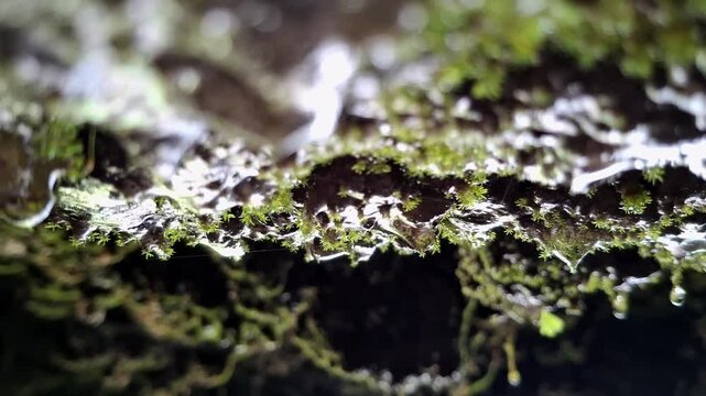 Water dripping from mossy cave ceiling close-up